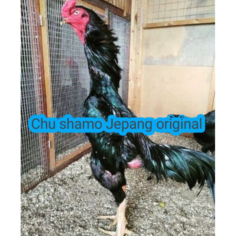 Detail Ayam Samo Jepang Nomer 19