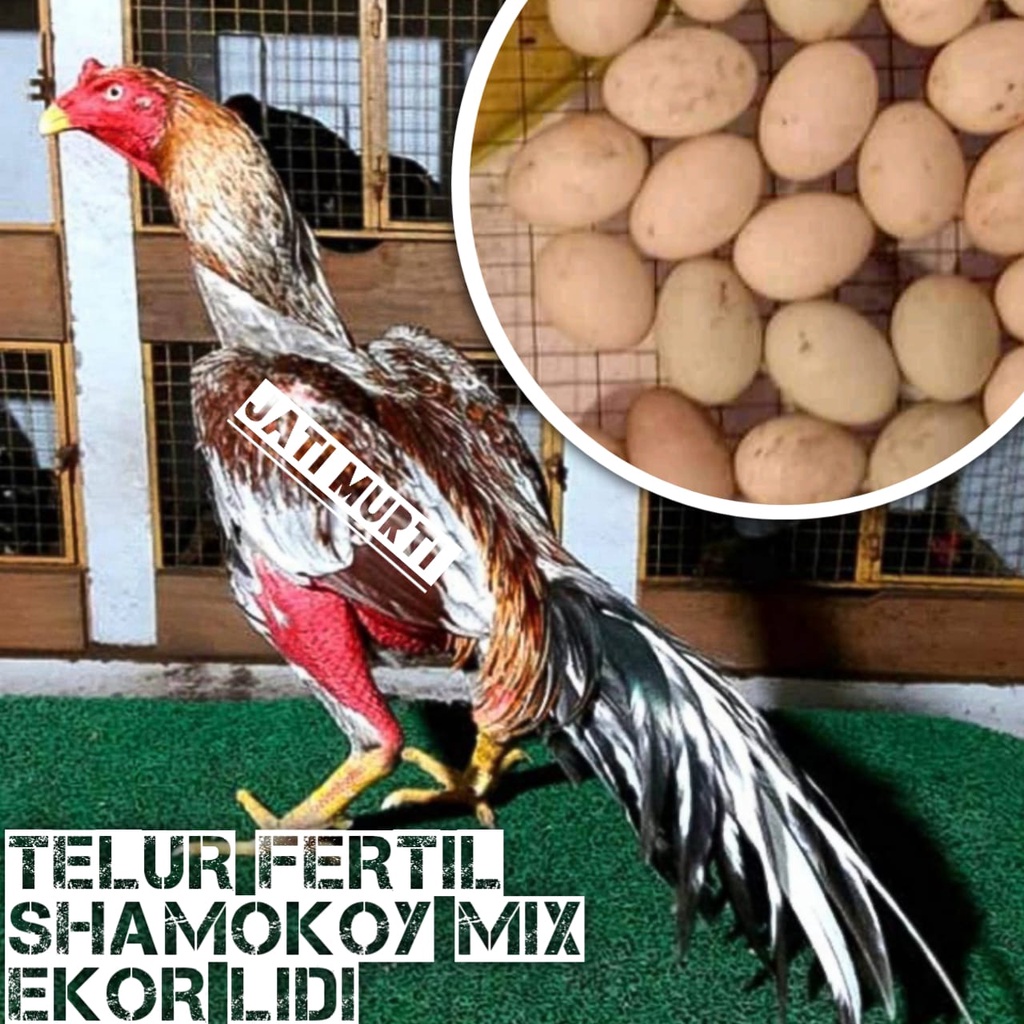 Detail Ayam Samo Jepang Nomer 20