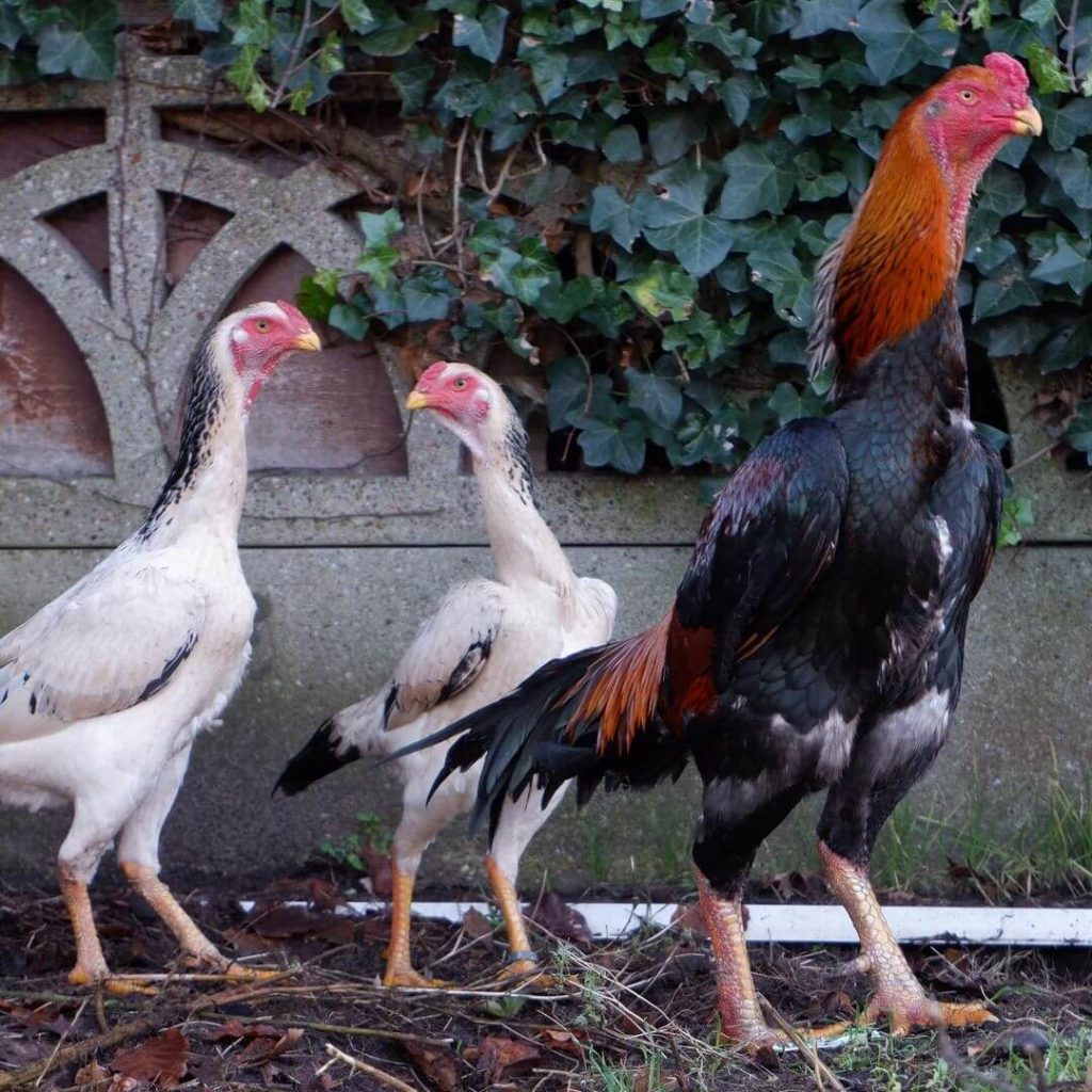 Detail Ayam Samo Jepang Nomer 3
