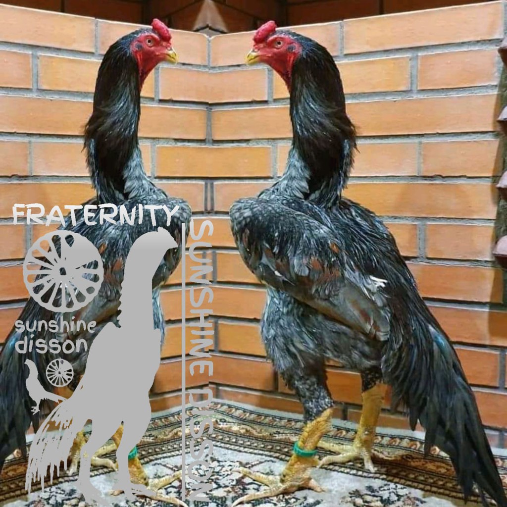 Detail Ayam Samo Jepang Nomer 21