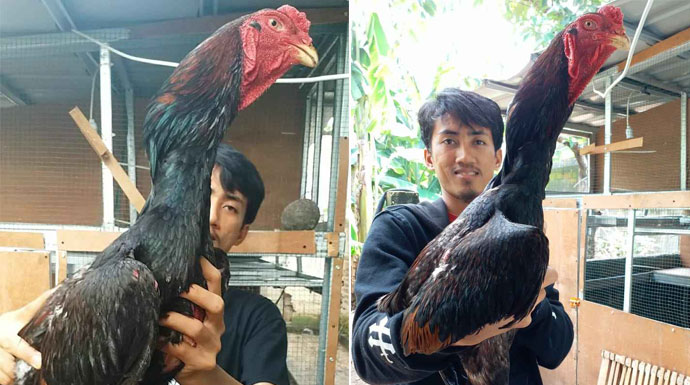 Detail Ayam Samo Jepang Nomer 22