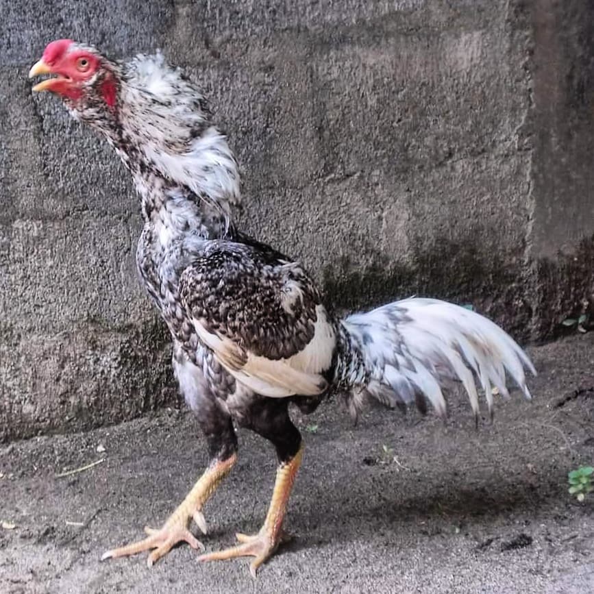 Detail Ayam Samo Jepang Nomer 23