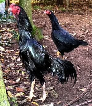 Detail Ayam Samo Jepang Nomer 24