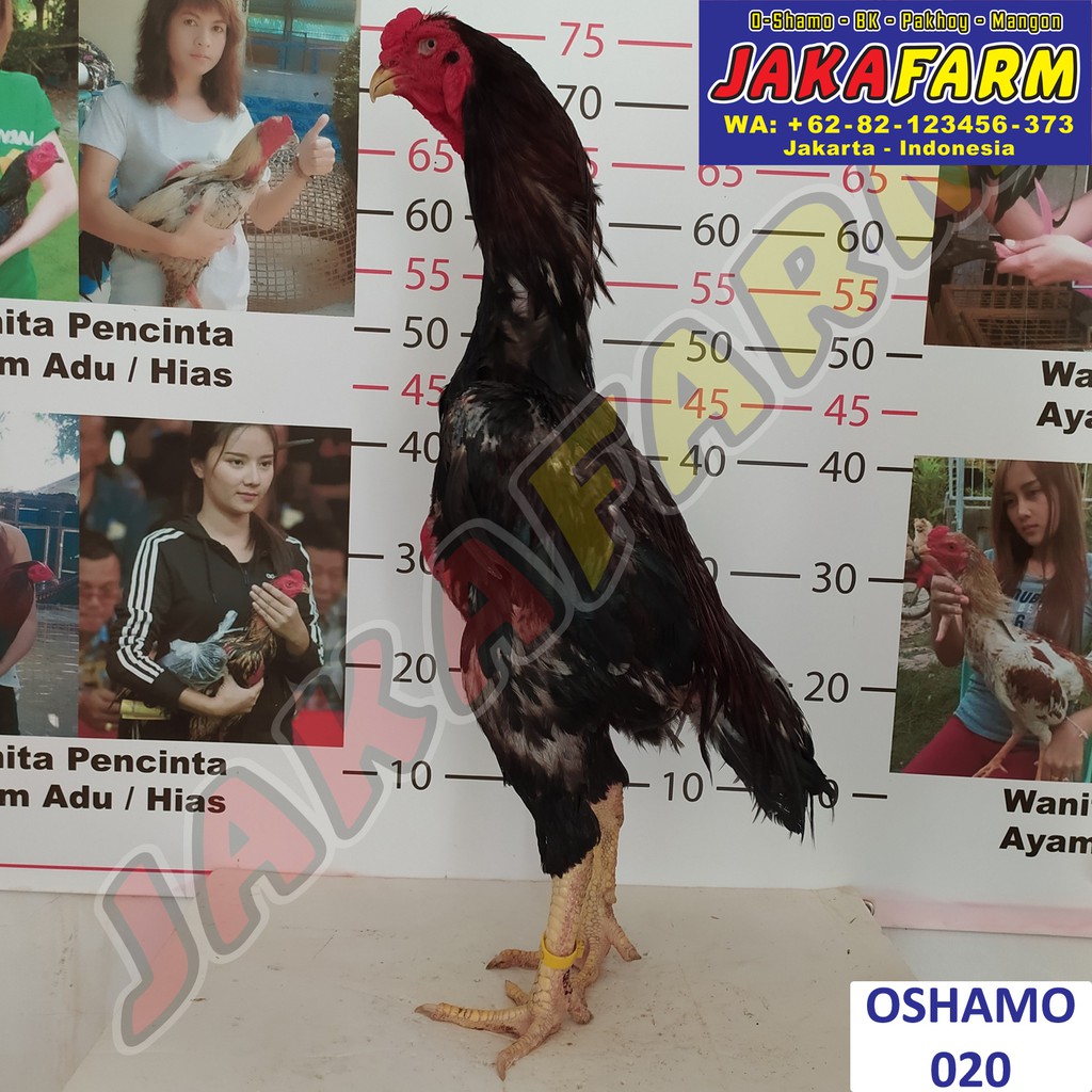 Detail Ayam Samo Jepang Nomer 25