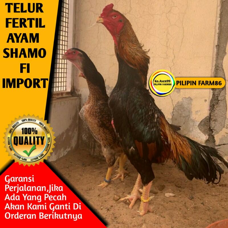Detail Ayam Samo Jepang Nomer 26