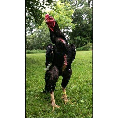 Detail Ayam Samo Jepang Nomer 27