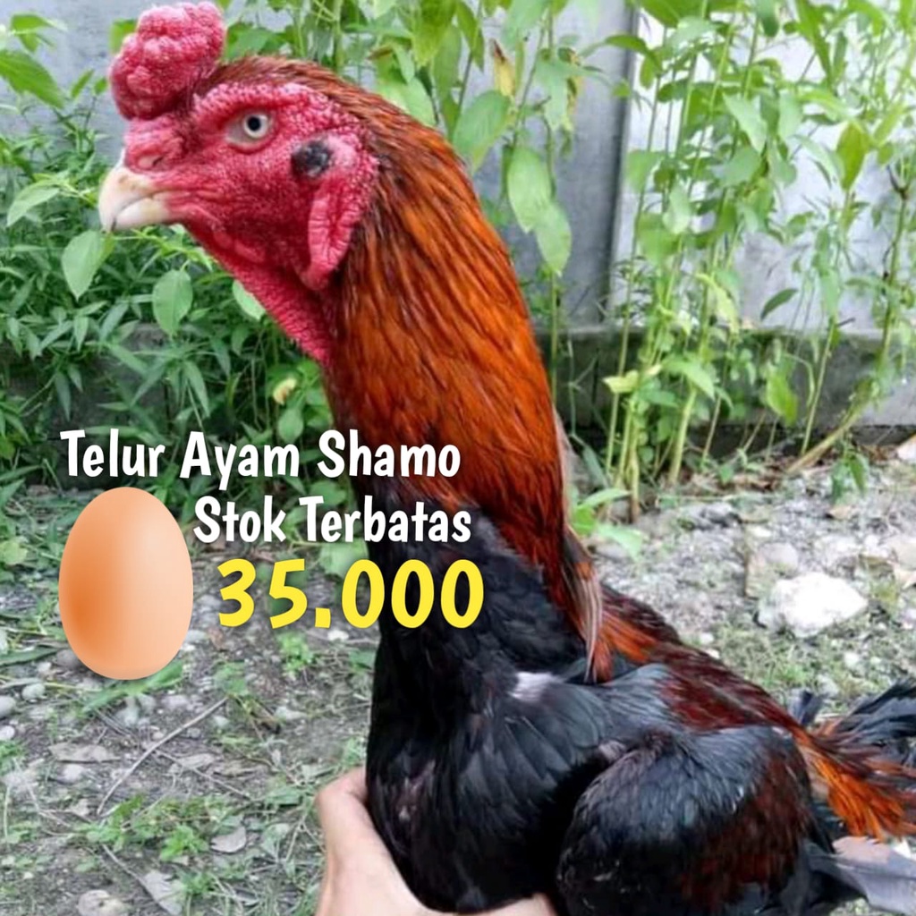 Detail Ayam Samo Jepang Nomer 29