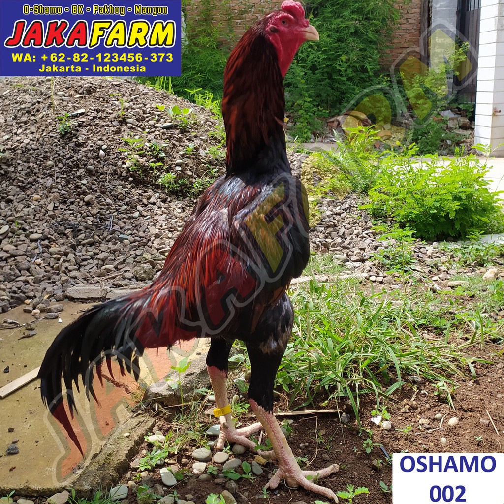 Detail Ayam Samo Jepang Nomer 4