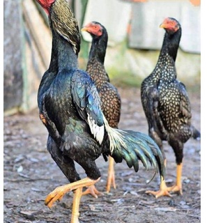 Detail Ayam Samo Jepang Nomer 31