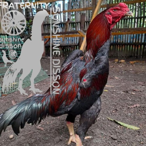 Detail Ayam Samo Jepang Nomer 32
