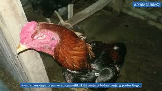 Detail Ayam Samo Jepang Nomer 35