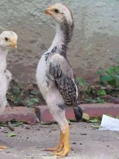 Detail Ayam Samo Jepang Nomer 36