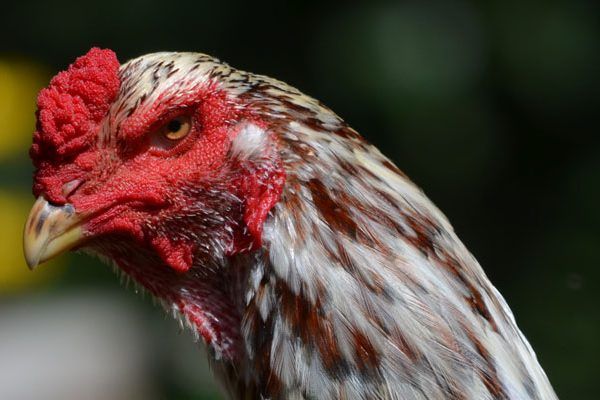 Detail Ayam Samo Jepang Nomer 37