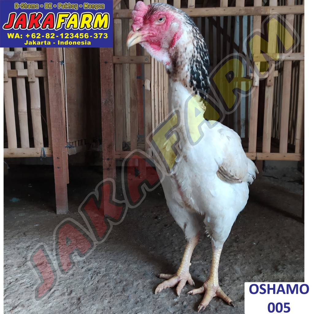 Detail Ayam Samo Jepang Nomer 39