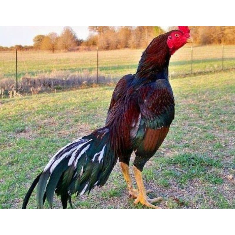 Detail Ayam Samo Jepang Nomer 5