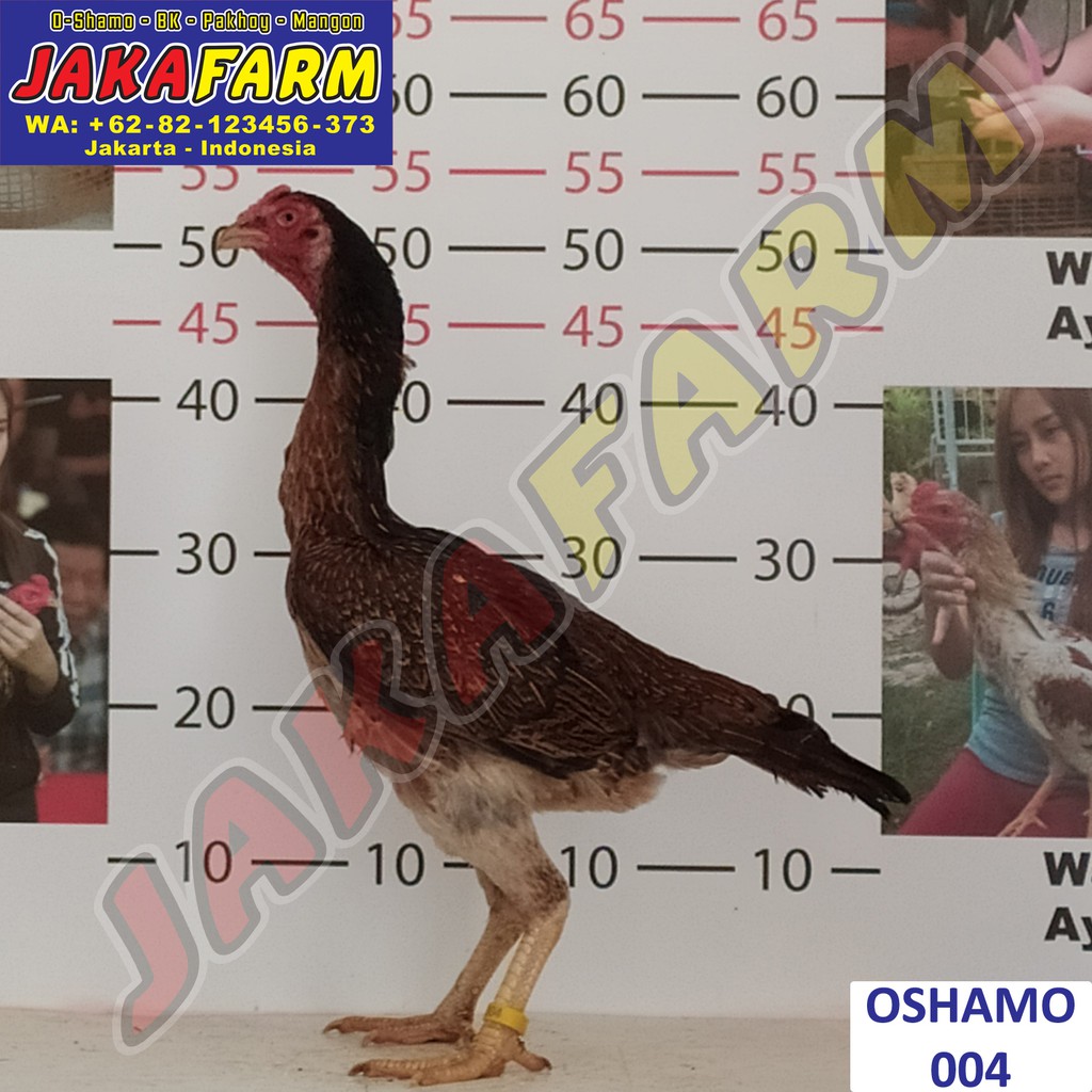 Detail Ayam Samo Jepang Nomer 40