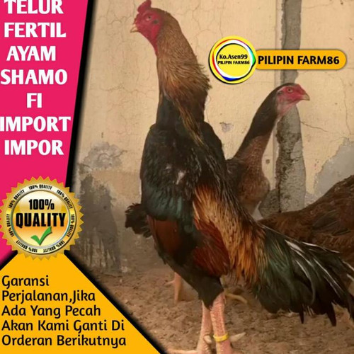 Detail Ayam Samo Jepang Nomer 42