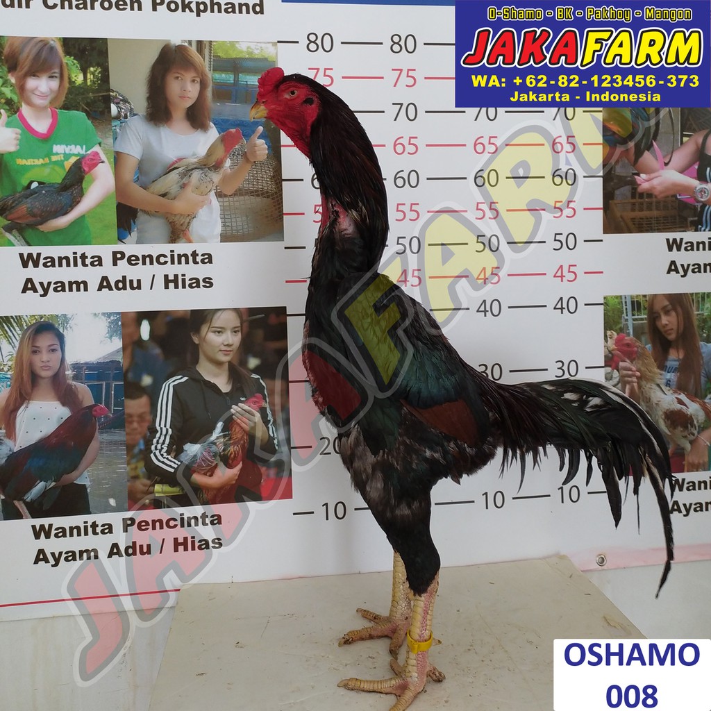 Detail Ayam Samo Jepang Nomer 43