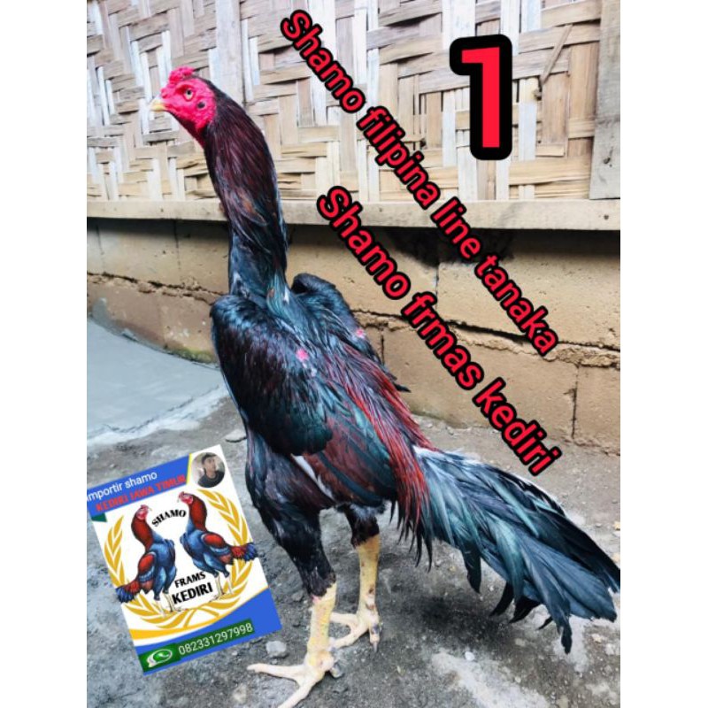 Detail Ayam Samo Jepang Nomer 45