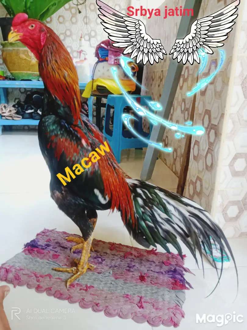 Detail Ayam Samo Jepang Nomer 46