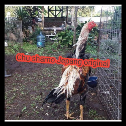 Detail Ayam Samo Jepang Nomer 47