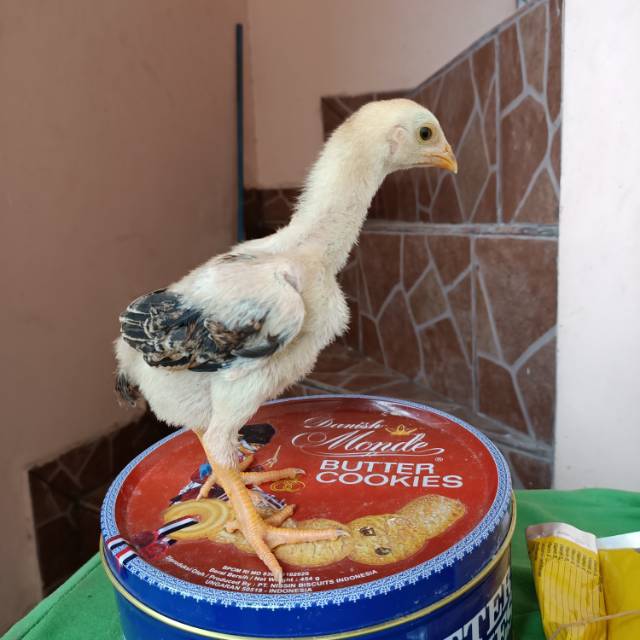 Detail Ayam Samo Jepang Nomer 48