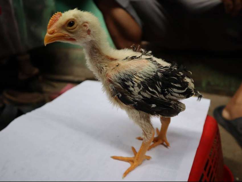 Detail Ayam Samo Jepang Nomer 49