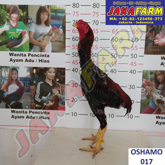 Detail Ayam Samo Jepang Nomer 50