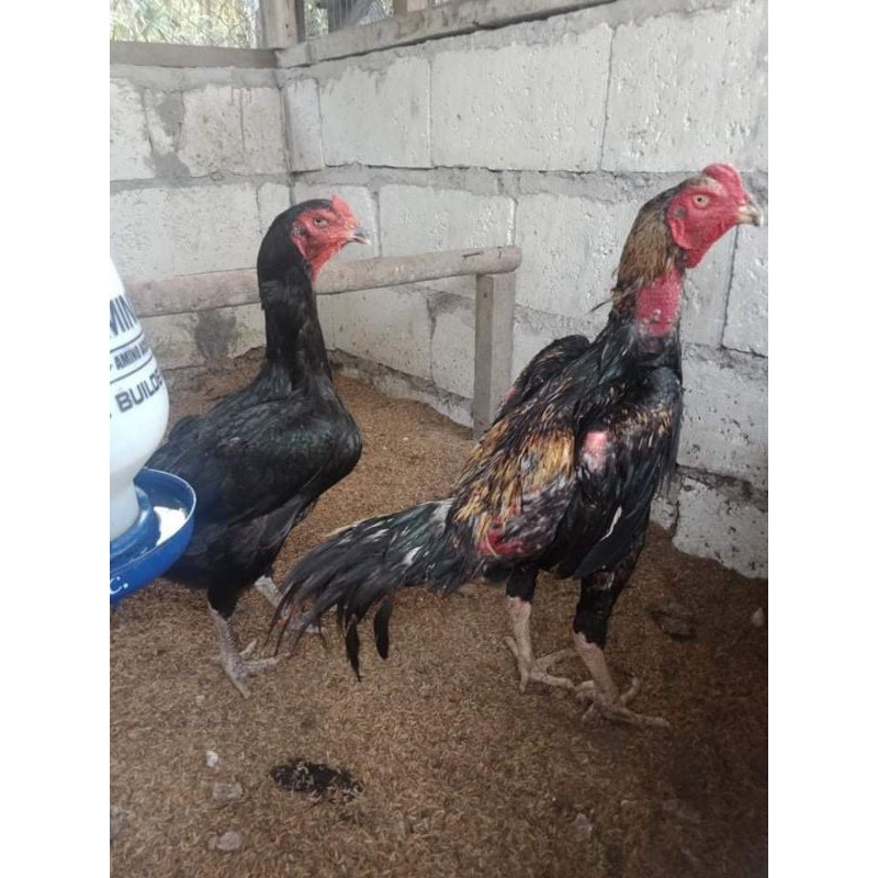 Detail Ayam Samo Jepang Nomer 52