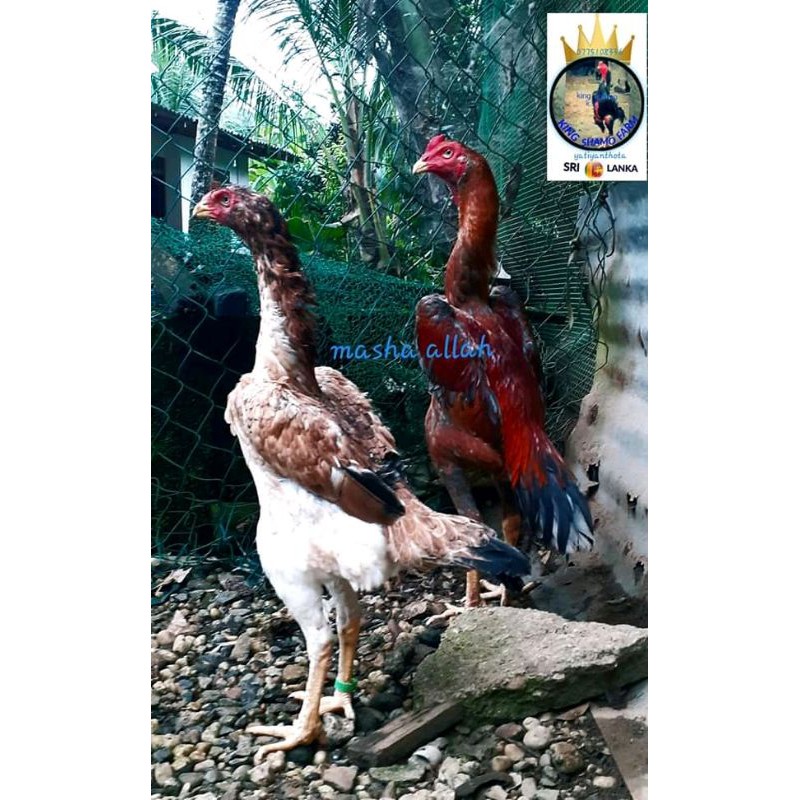 Detail Ayam Samo Jepang Nomer 53