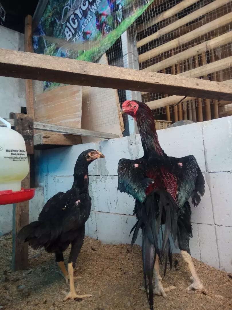 Detail Ayam Samo Jepang Nomer 54