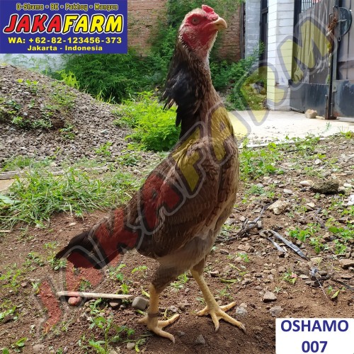 Detail Ayam Samo Jepang Nomer 55