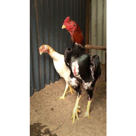 Detail Ayam Samo Jepang Nomer 56