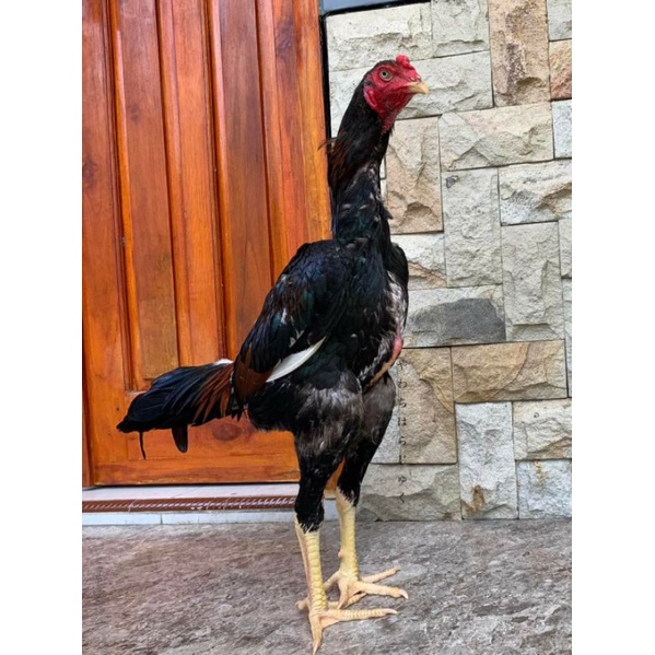 Detail Ayam Samo Jepang Nomer 57