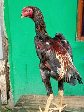 Detail Ayam Samo Jepang Nomer 58