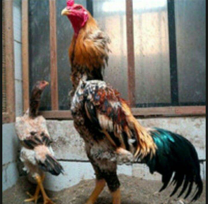 Detail Ayam Samo Jepang Nomer 8