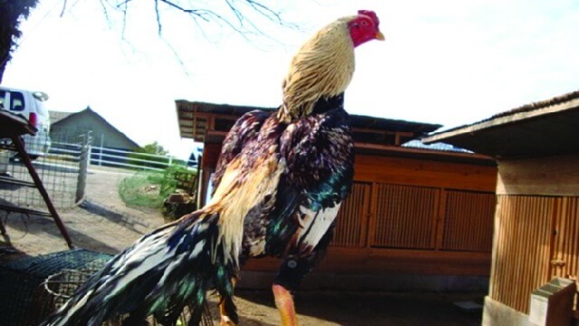 Detail Ayam Samo Jepang Nomer 10