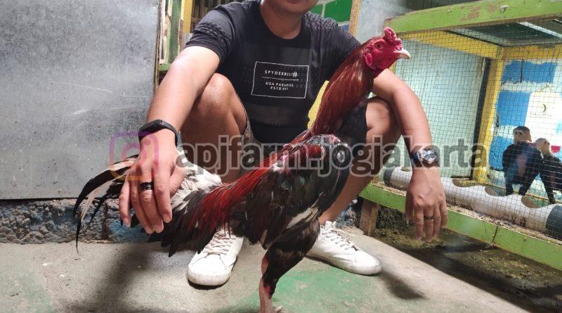 Detail Ayam Satria Sinekti Nomer 37