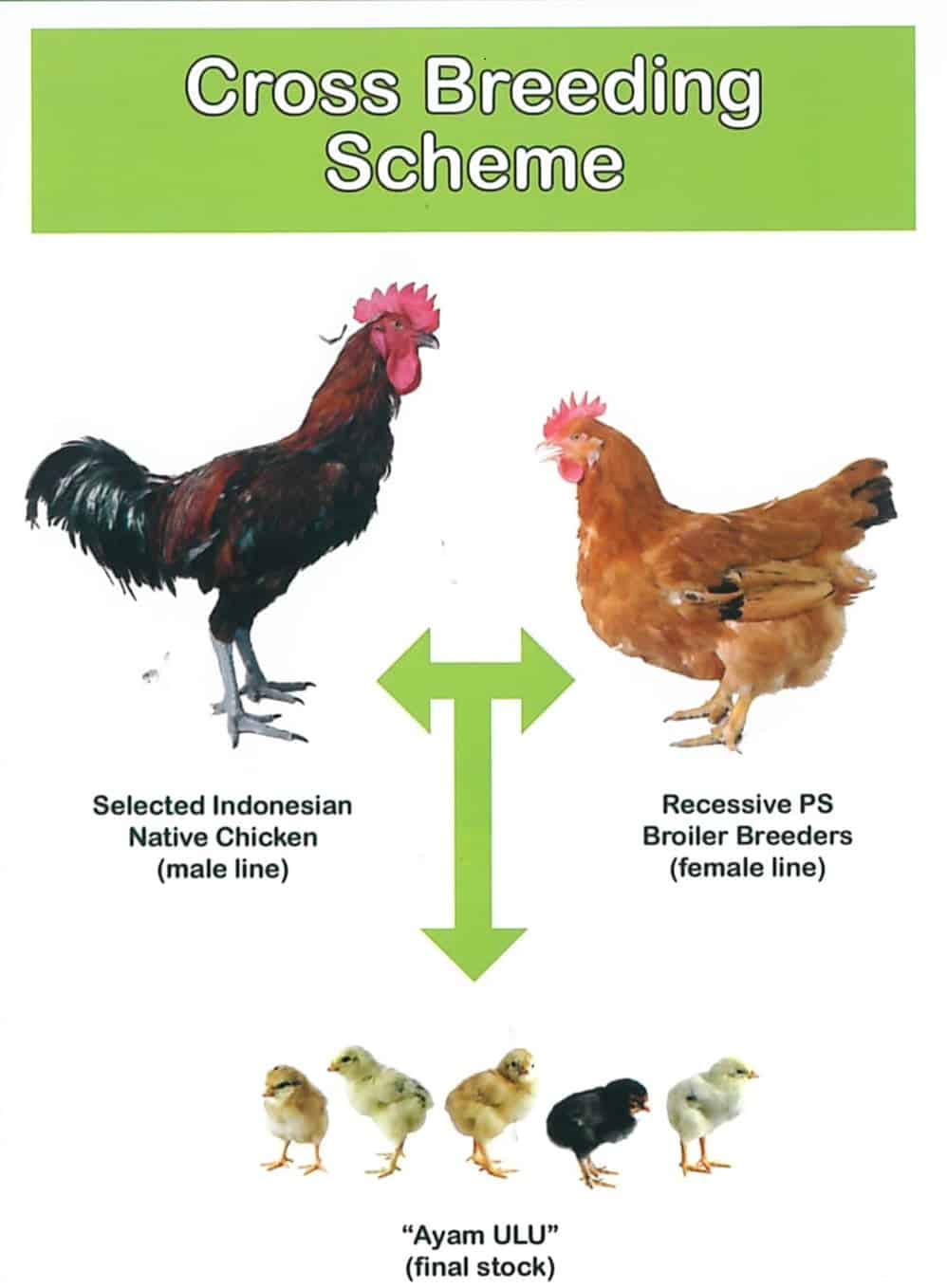 Detail Ayam Sayur Jantan Nomer 16