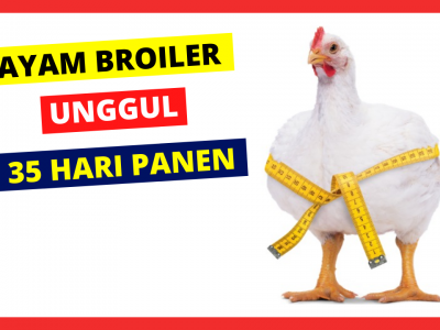 Detail Ayam Sayur Jantan Nomer 37