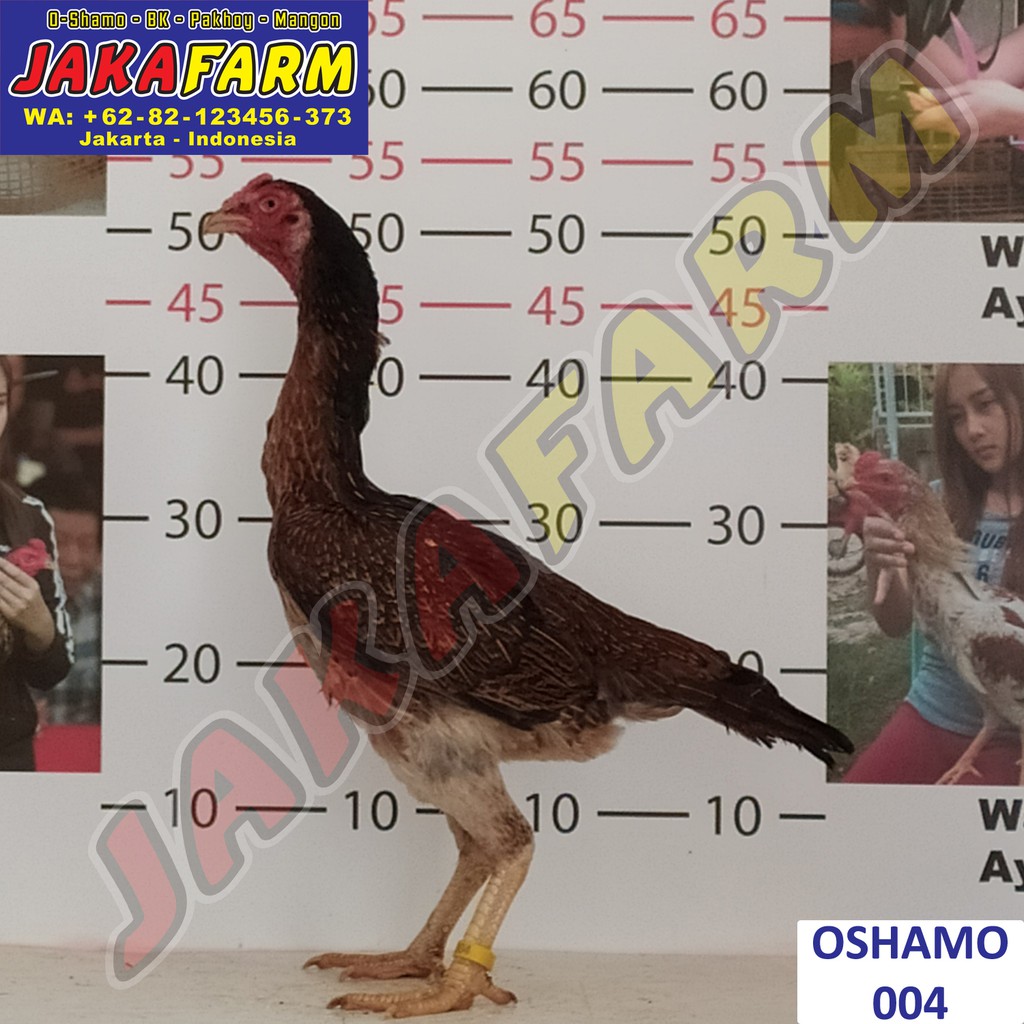 Detail Ayam Shamo Jepang Nomer 40