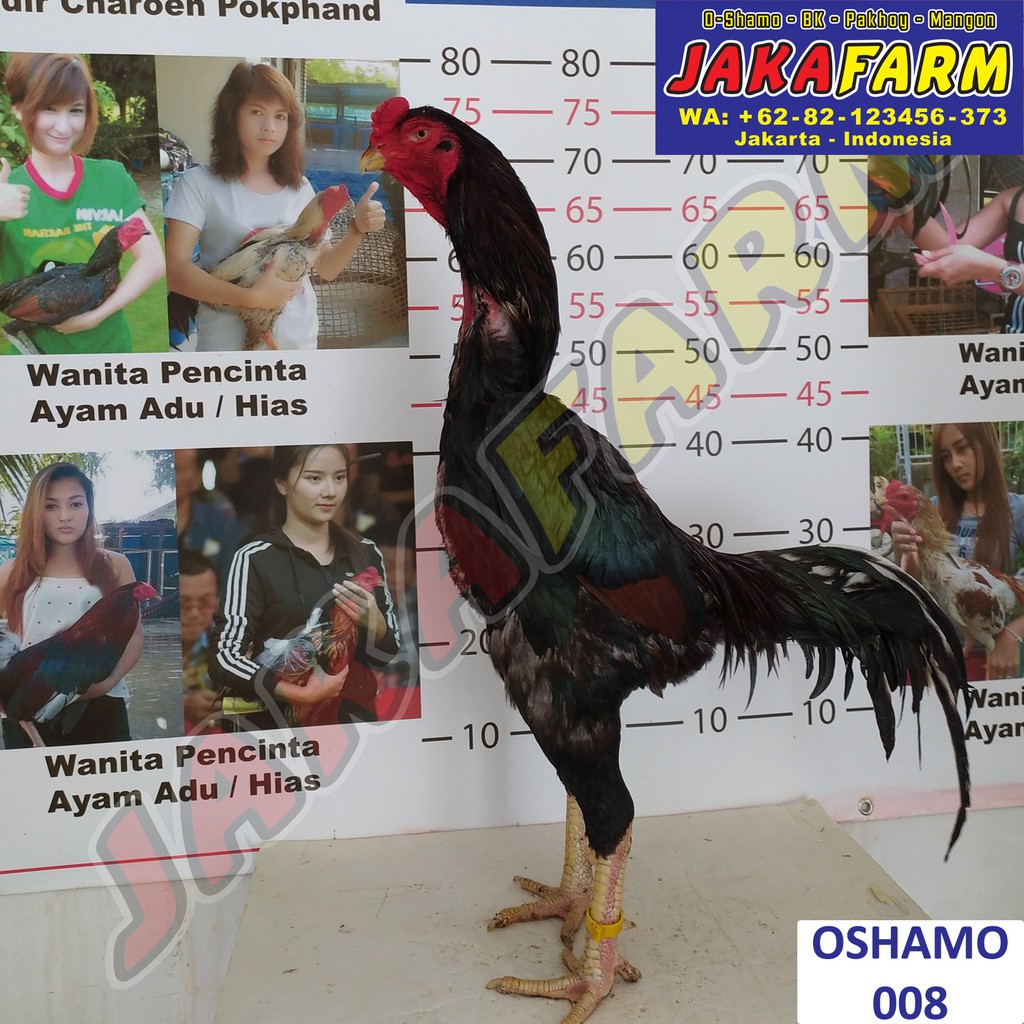 Detail Ayam Shamo Jepang Nomer 43