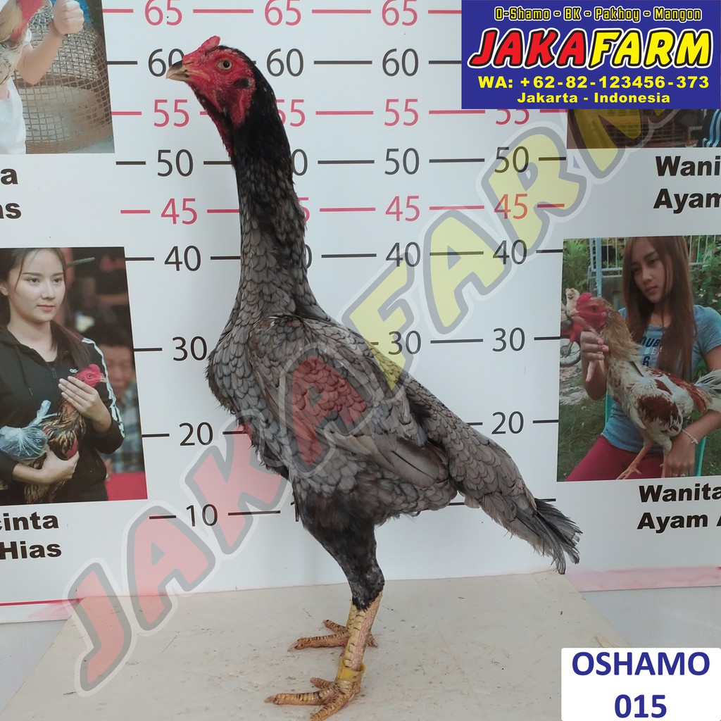 Detail Ayam Shamo Jepang Nomer 6