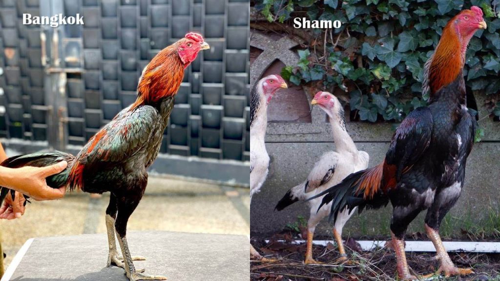 Detail Ayam Shamo Jepang Nomer 7