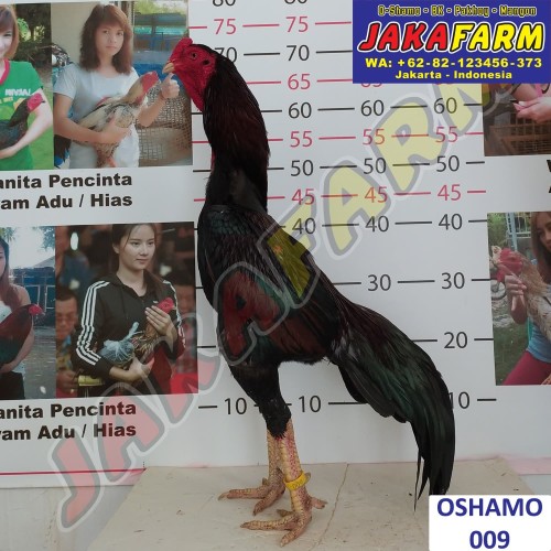 Detail Ayam Shamo Jepang Nomer 9