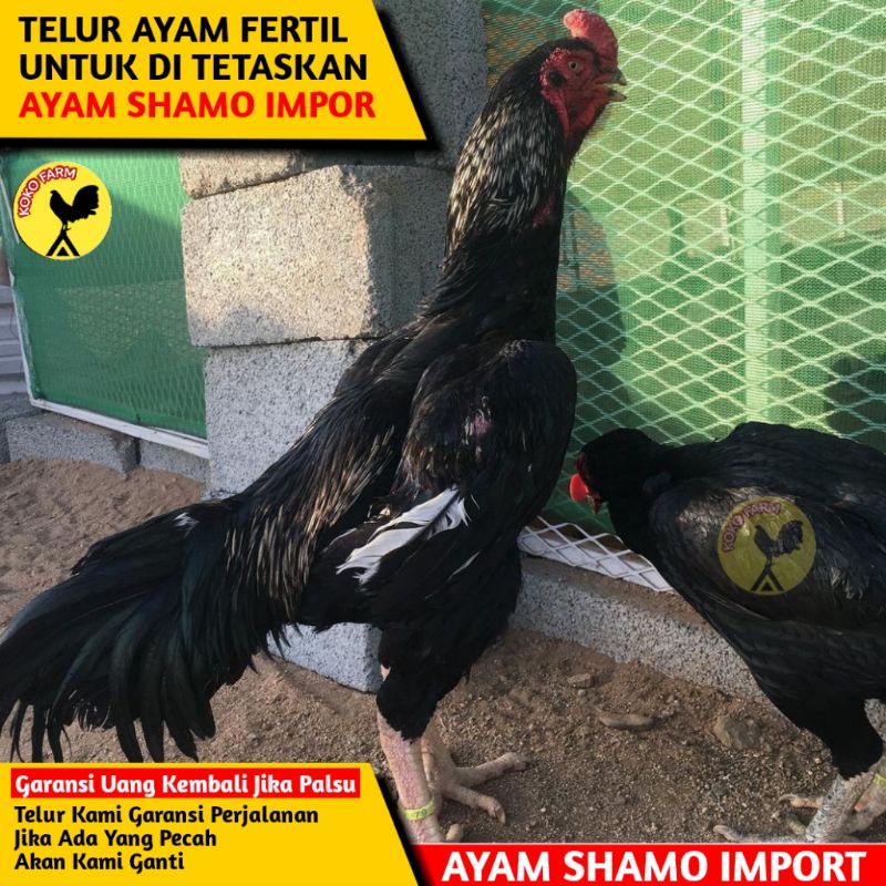 Detail Ayam Shamo Super Nomer 52