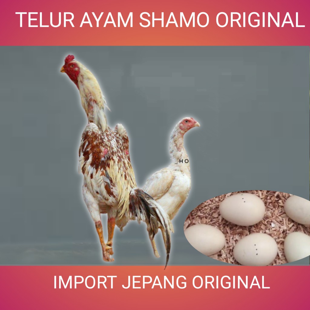 Detail Ayam Shamo Super Nomer 55