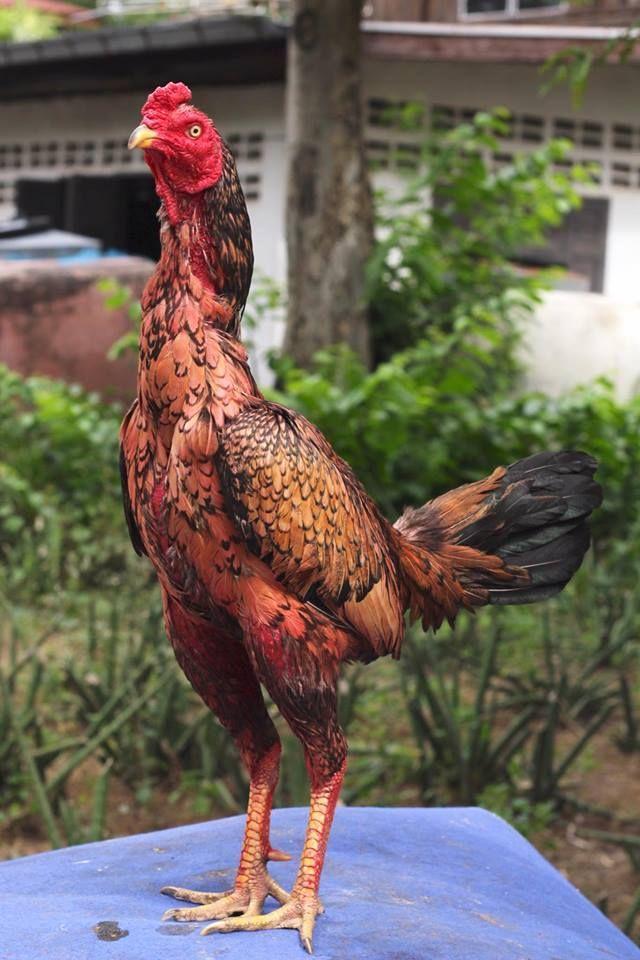 Detail Ayam Siam Raksasa Nomer 2