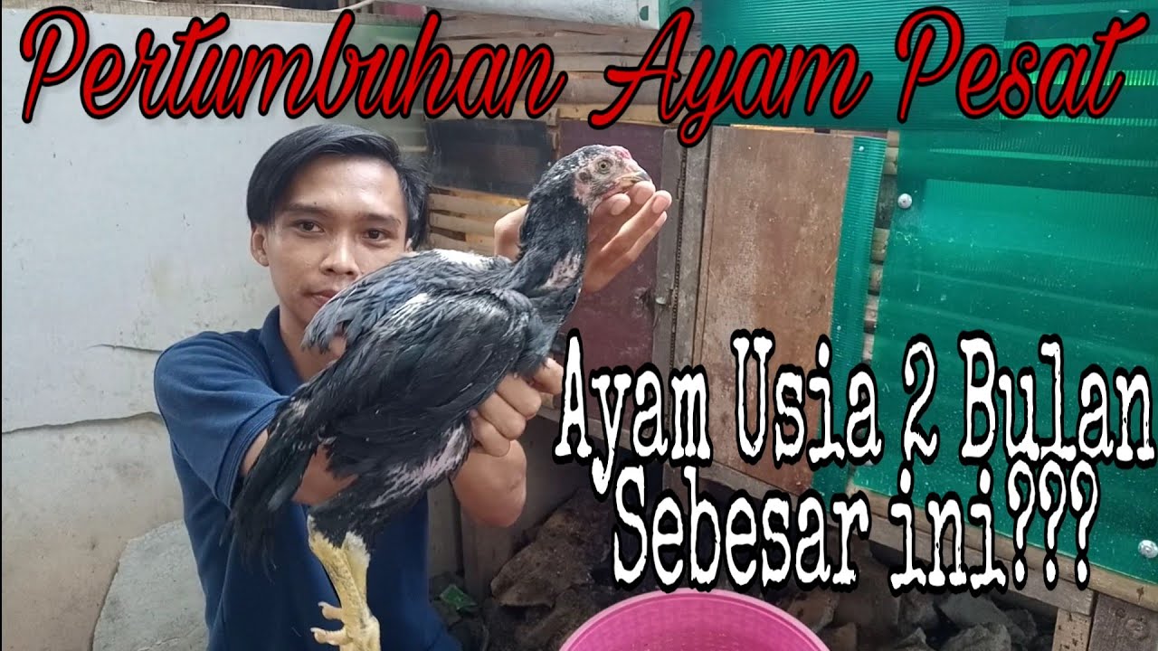 Detail Ayam Siam Raksasa Nomer 42