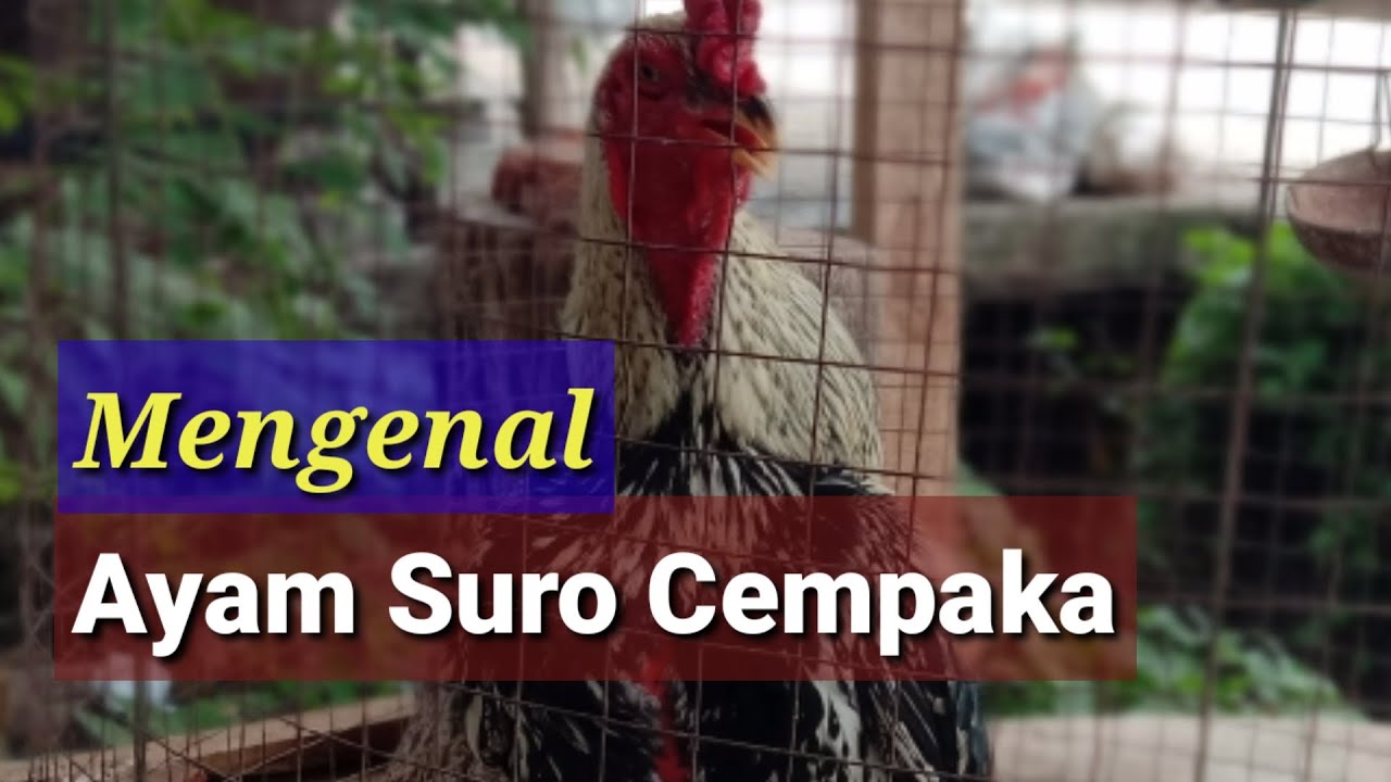 Detail Ayam Suro Cempaka Nomer 18